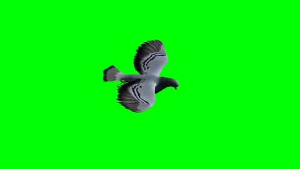 화면으로 날아가는 비둘기 — 비디오