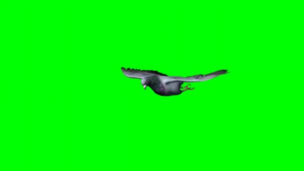 Pigeon Flying Green Screen — Stock Video