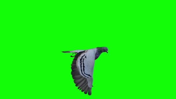 Pigeon Flying Green Screen — Stock Video