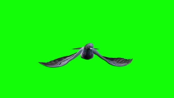 鸽子在绿色荧幕上飞翔 — 图库视频影像