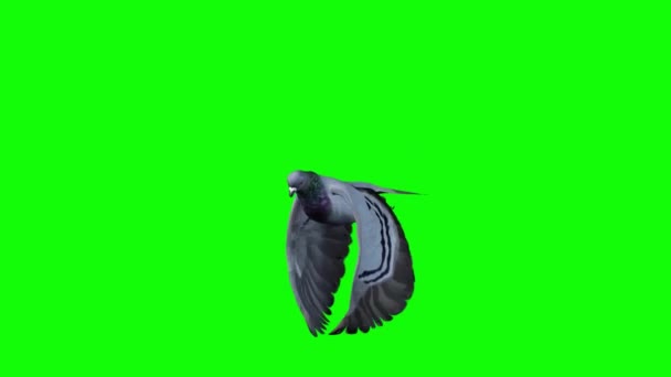 Pigeon Flying Green Screen — Stock Video