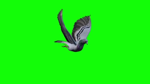 Pombo Voando Tela Verde — Vídeo de Stock