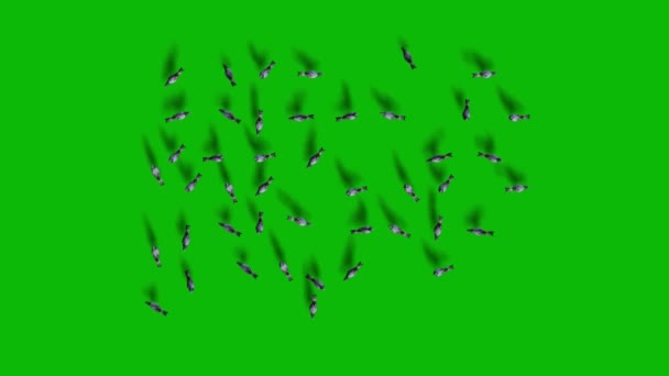 Pigeons Feeding Green Screen — Stock Video
