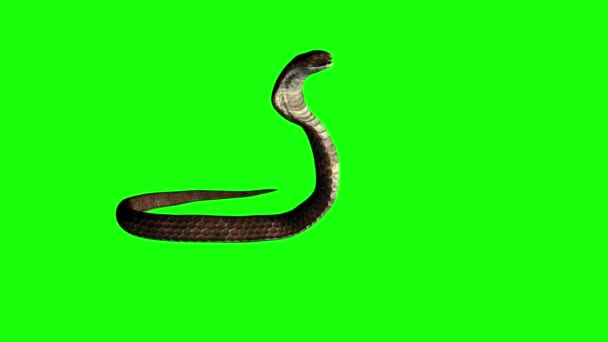 緑の画面へのヘビの攻撃 — ストック動画