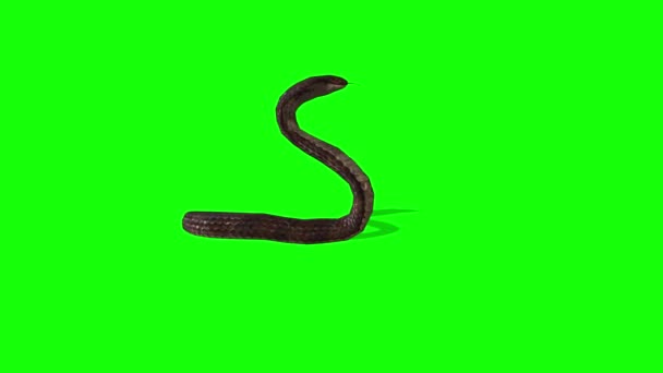 Atak Węża Zielony Ekran — Wideo stockowe