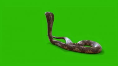 Yılan Saldırısı Yeşil Ekran