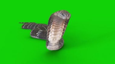 Yeşil Ekranda Sürünen Yılan