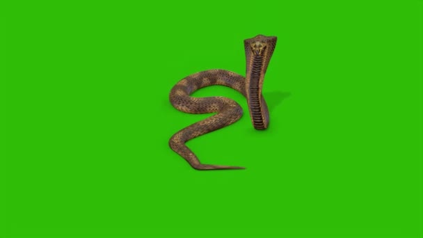 Serpiente Atacando Pantalla Verde — Vídeos de Stock