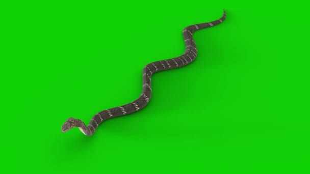 Serpente se arrasta por parede imitando 'jogo da cobrinha' (VÍDEO