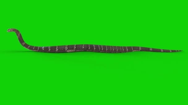 Serpent Rampant Sur Écran Vert — Video