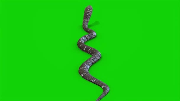 Snake Crawling Zielonym Ekranie — Wideo stockowe