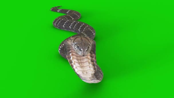 Snake Crawling Zielonym Ekranie — Wideo stockowe