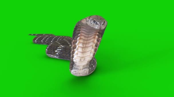 Cobra Rastejando Tela Verde — Vídeo de Stock
