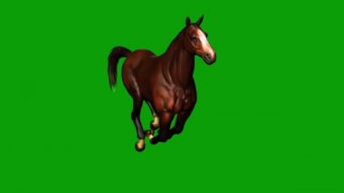 Yeşil Ekranda Çalışan At
