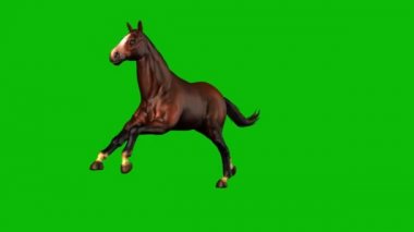 Yeşil Ekranda Çalışan At