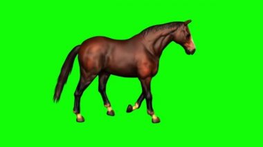 Yeşil Ekranda At Yürüyüşü