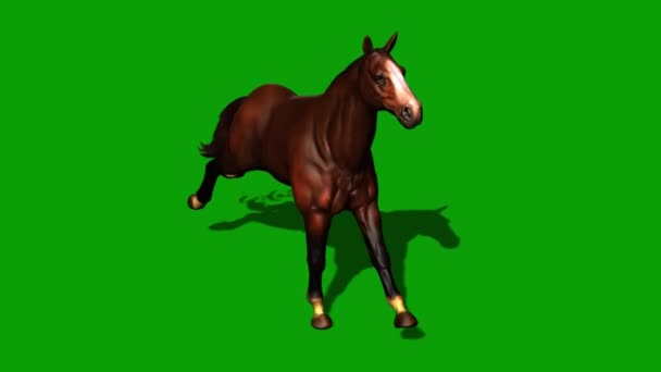 Caballo Corriendo Pantalla Verde — Vídeos de Stock