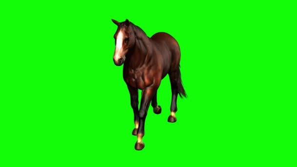 Horse Walking Green Screen — Stock video