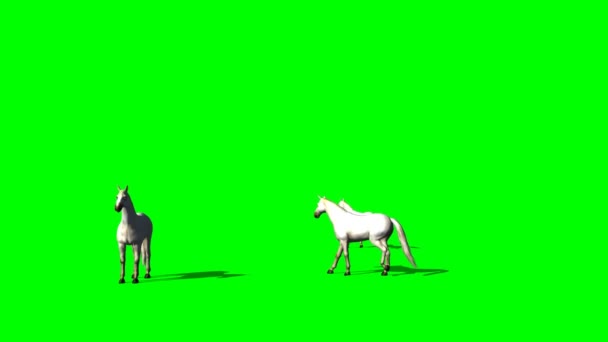 在绿色屏幕上奔跑的马 — 图库视频影像