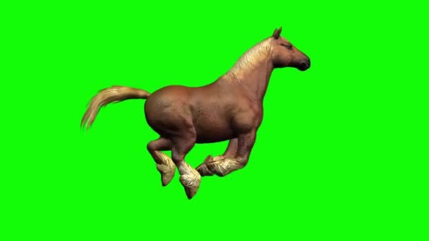 Kůň Běží Zelené Obrazovce — Stock video