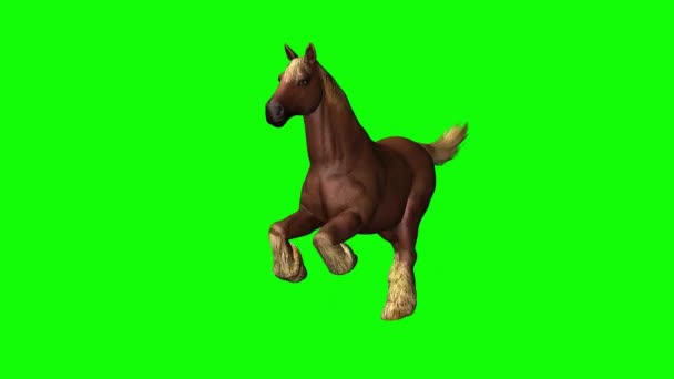 Caballo Corriendo Pantalla Verde — Vídeos de Stock