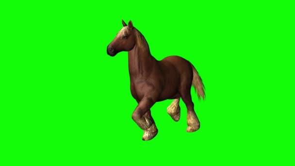 马在绿幕上奔跑 — 图库视频影像