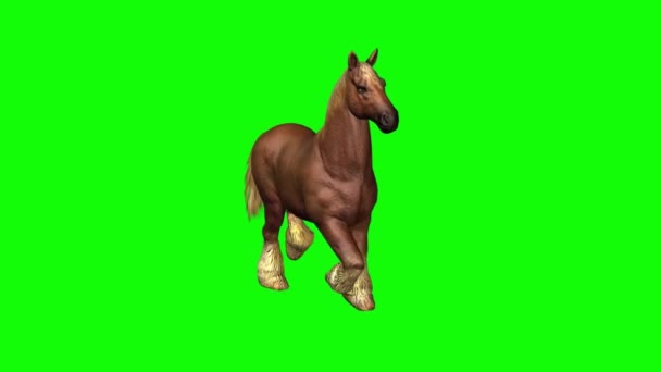 Кінь Біжить Зеленому Екрану — стокове відео