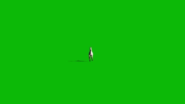 Caballo Corriendo Pantalla Verde — Vídeos de Stock