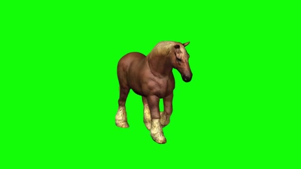 马在绿色屏风上行走 — 图库视频影像