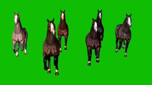 Koně Běžící Zelené Obrazovce — Stock video