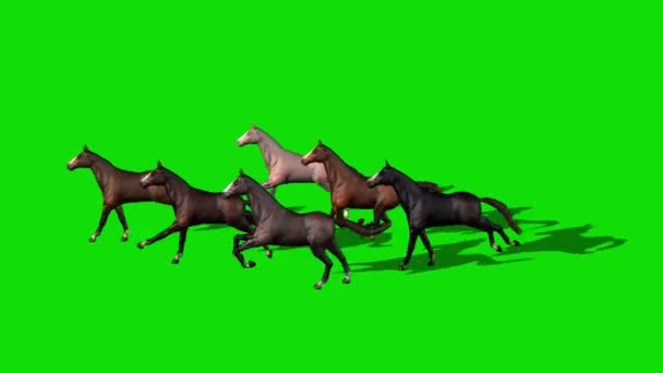 Caballos Corriendo Pantalla Verde — Vídeos de Stock