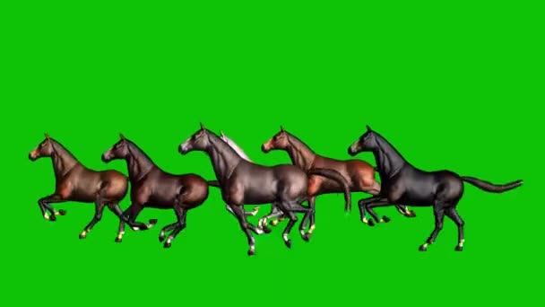 Caballos Corriendo Pantalla Verde — Vídeos de Stock