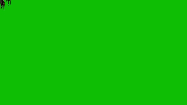 Horses Running Green Screen — Stock Video