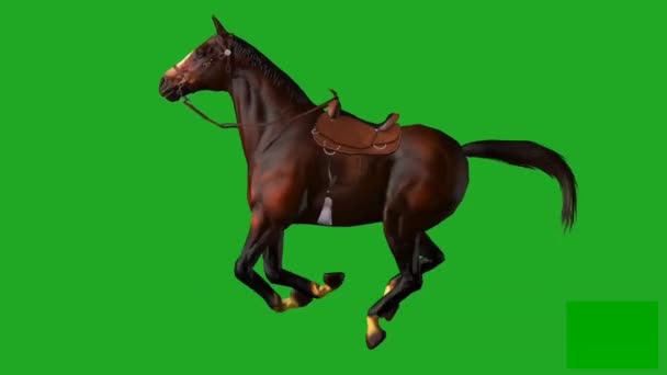 马在绿幕上奔跑 — 图库视频影像