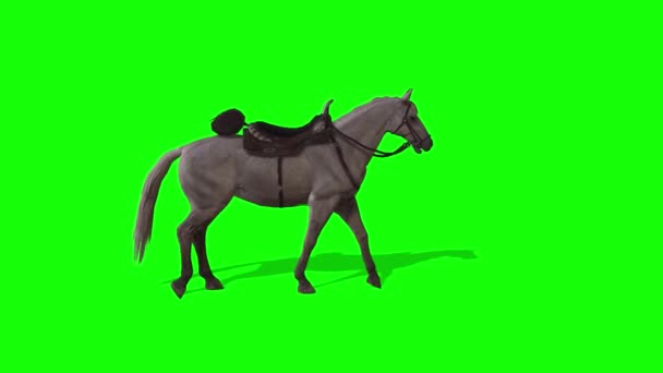 Paardenwandelen Groen Scherm — Stockvideo