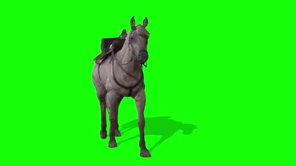 Horse Walking Green Screen — Stock video