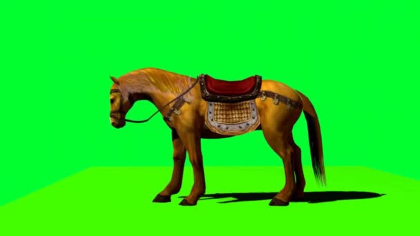 Cavallo Guardando Sullo Schermo Verde — Video Stock