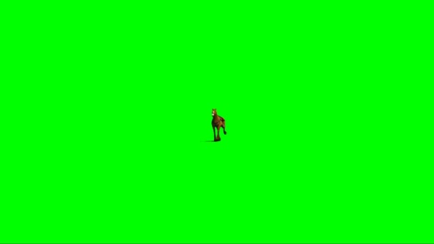Jazda Konna Zielonym Ekranie — Wideo stockowe