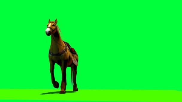 Passeggiata Cavallo Sullo Schermo Verde — Video Stock