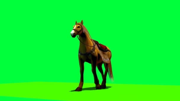 Horse Walking Green Screen — Stock video