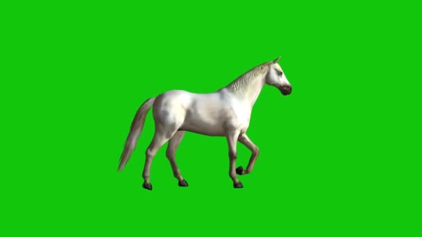 Passeio Cavalo Tela Verde — Vídeo de Stock