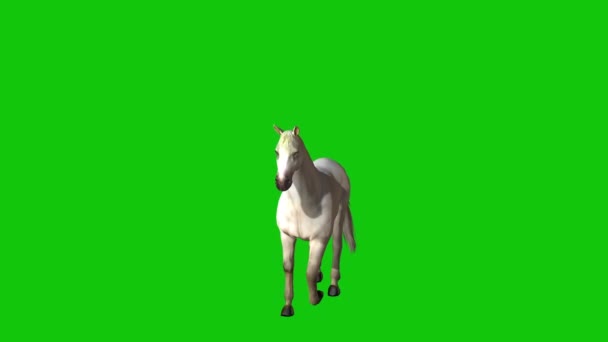 Caballo Caminando Pantalla Verde — Vídeos de Stock