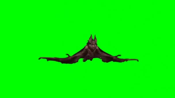 Morcego Voando Tela Verde — Vídeo de Stock