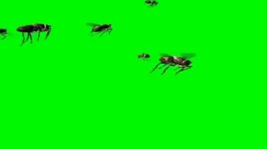 Yeşil Ekranda Uçan Sinek Sürüsü