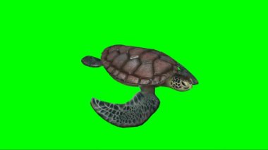 Yeşil Ekranda Yüzen Kaplumbağa