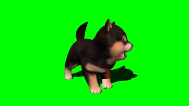 Doggy Playing Green Screen — Stock Video