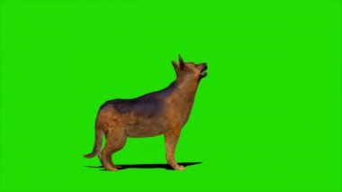 Alman Çoban Köpeği Yeşil Ekranda Oturuyor