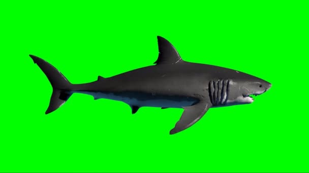 Tiburón Nadando Pantalla Verde — Vídeo de stock