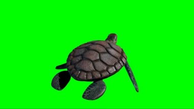 Yeşil Ekranda Yüzen Kaplumbağa