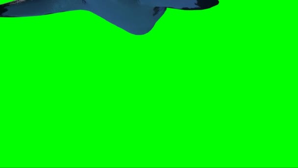 Shark Swimming Green Screen — Stock Video